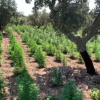 Marihuana florecida en dehesa extremeña.