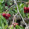 Daños cerezas