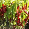 pimiento para pimentón