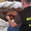 Operación Tances de la Guardia Civil