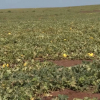 Melones en Extremadura
