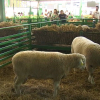 Premios Feria Internacional de Ganadería