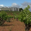 Futuro del cava extremeño