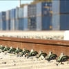 Transporte de contenedores por ferrocarril