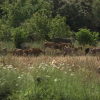 Ayudas de la PAC en Extremadura