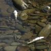 Peces muertos en Las Hurdes