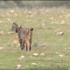 Lince ibérico en Extremadura