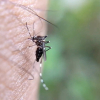 Mosquitos