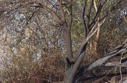 Estabilizados los incendios de Navaconcejo e Higuera de la Serena