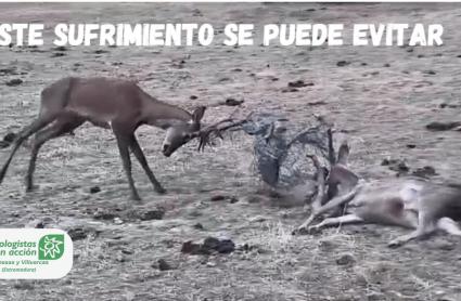Alambradas de espino, la trampa mortal para la fauna y una amenaza para la biodiversidad