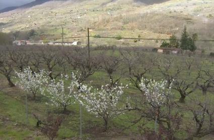 Cerezos en el Valle del Jerte