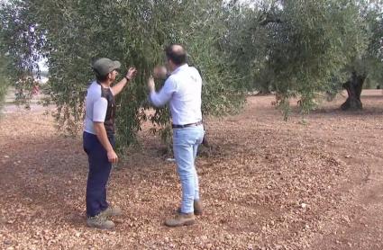 La Junta pide al Ministerio de Agricultura que amplíe el plazo de la Solicitud Única de la PAC hasta el 31 de mayo