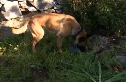 "Patrulla canina al rescate"