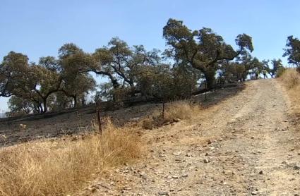 Interior adelanta al próximo 1 de junio el inicio de la campaña estatal estival contra los incendios forestales
