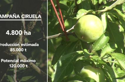 Ciruela en el árbol junto a un gráfico con datos de la campaña