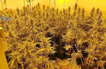 Detenidas tres personas por cultivo de medio millar de plantas de marihuana en una vivienda en Castuera