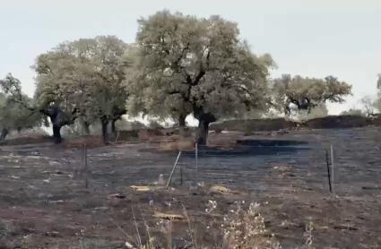 El Infoex interviene en 41 incendios forestales durante la última semana, que arrasan más de 3.000 hectáreas