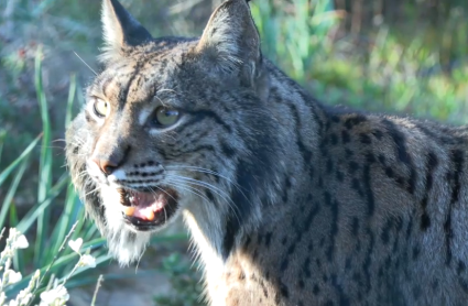 Extremadura cuenta con 254 ejemplares de lince ibérico identificados, más de la mitad en el valle del río Matachel