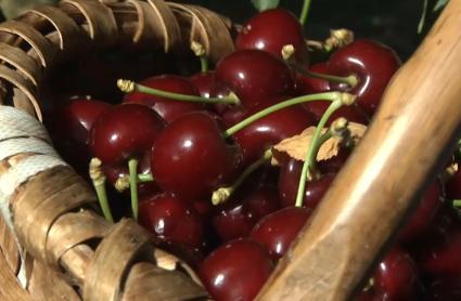 Nuevas variedades dentro de la DOP Cerezas del Jerte