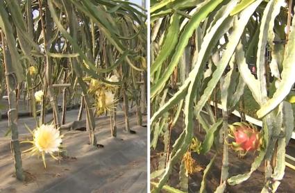 Cultivo de frutas tropicales en Extremadura