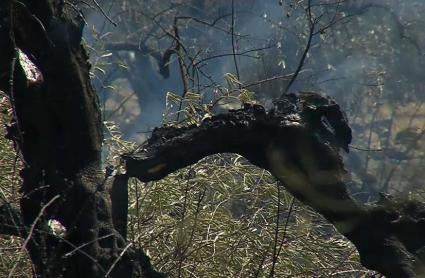 Detenida una mujer por provocar un incendio forestal intencionado en Villamesías y varios conatos en la zona