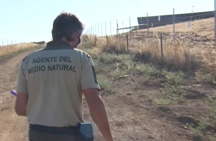 forestal