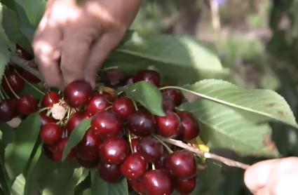China autoriza la importación de cereza española, mientras se negocia la del higo seco y el pistacho