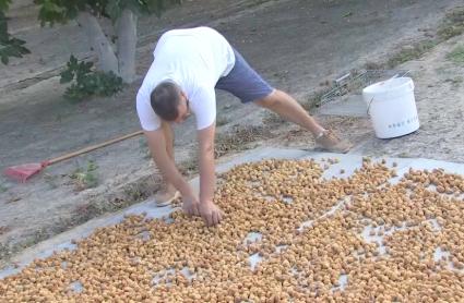 Higos de Almoharín