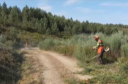 Operarios realizan labores de desbroce en el monte