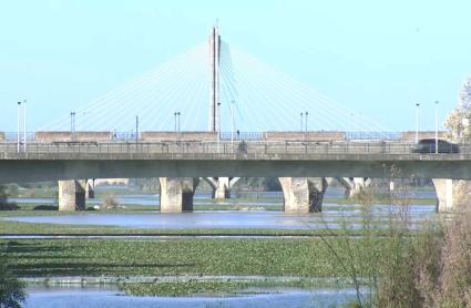 Nenúfar mexicano en el río Guadiana a su paso por Badajoz