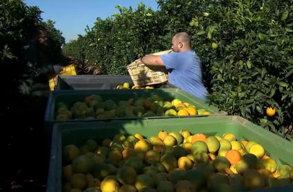Campaña de la recogida de la naranja en Montijo
