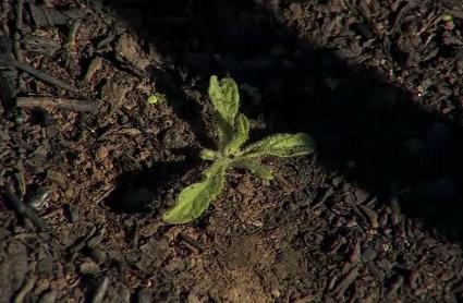 Brotes verdes tras los incendios en el norte de Extremadura.