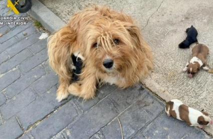 La madre de los cachorros recién nacidos, que habían sido abandonados en un contenedor