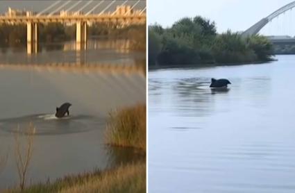 Delfines avistados en Badajoz y en Mérida este domingo