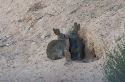 Conejos en Extremadura