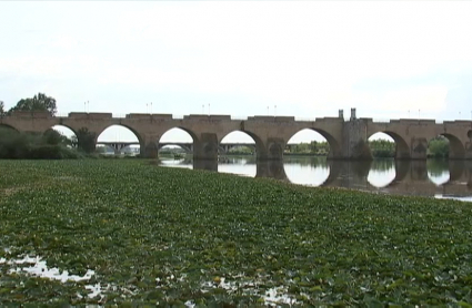 Camalote sobre el río Guadiana a su paso por Badajo, con el Puente de Palmas al fondo.
