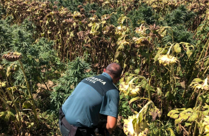 plantacion marihuana en don benito