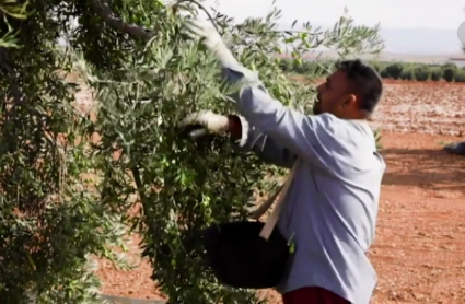 Trabajador en el campo recogiendo aceitunas