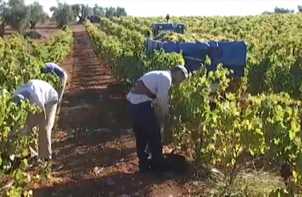 Jornaleros vendimiando en un viñedo de Almendralejo esta semana 