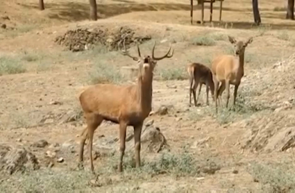 Ciervo macho bramando en el Parque Nacional de Monfragüe (Cáceres)