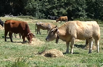 Vacas pastan en una finca de Aldeanueva de la Vera (Cáceres)