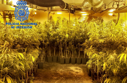Plantas de marihuana en el interior de la vivienda