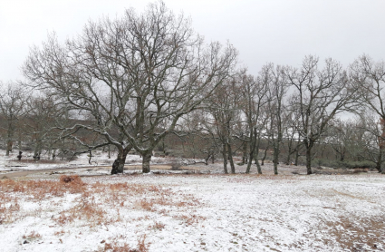 Piornal, cubierta por un ligero manto de nieve
