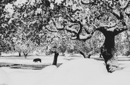 Dehesa nevada en Calera de León