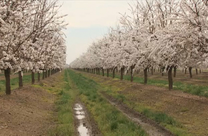 La primavera anticipada preocupa a los agricultores extremeños