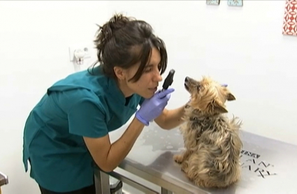 Veterinarios de Extremadura