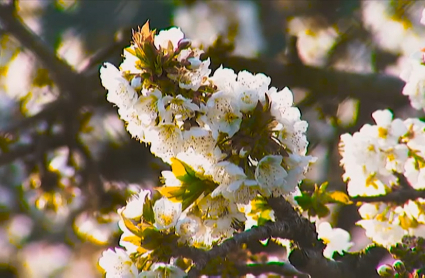 Comienza la floración del cerezo en Extremadura
