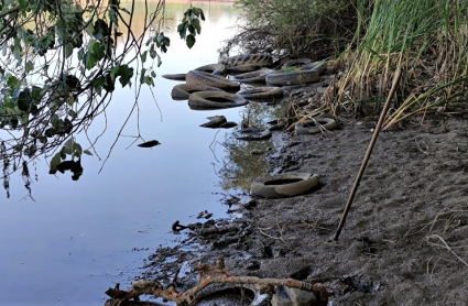 Parte de los neumáticos arrojados al río Guadiana a su paso por Mérida