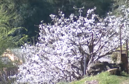 Primavera en el norte extremeño