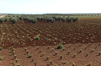 Viña y olivar en Tierra de Barros